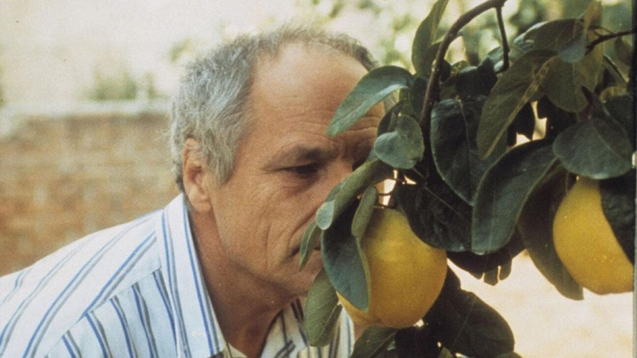 El sol del membrillo - IFFR EN
